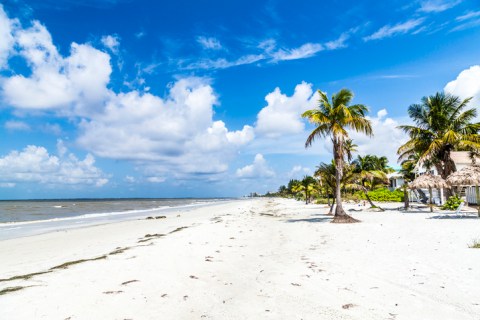 Image of palm trees on white sand beach under bright blue sky with white puffy clouds
