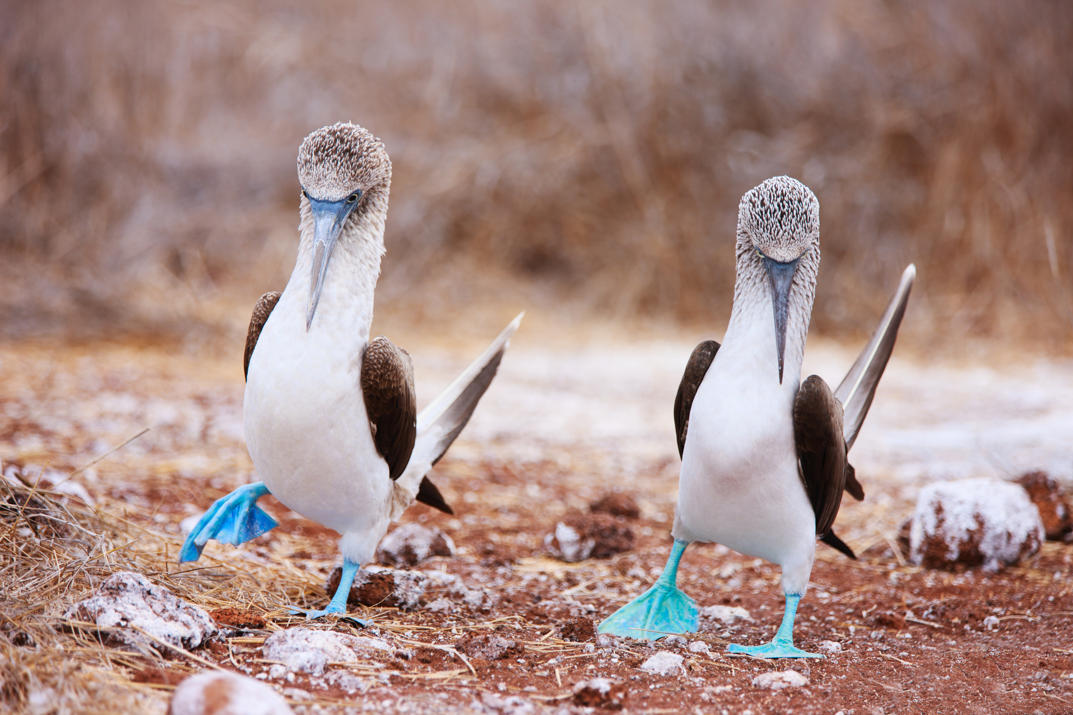Planning a Trip to the Galápagos Islands | Moon Travel Guides