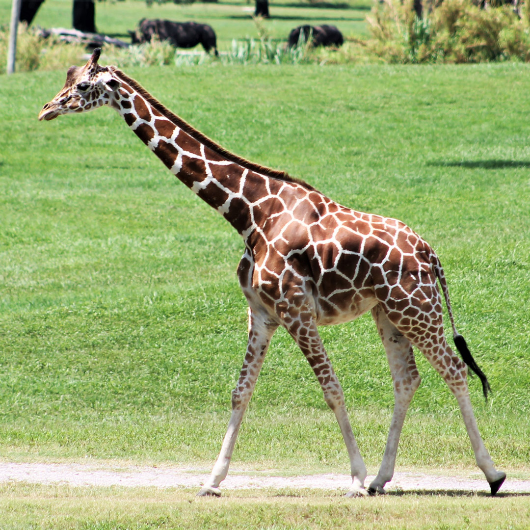 Tampa with Kids in 4 Days | Moon Travel Guides