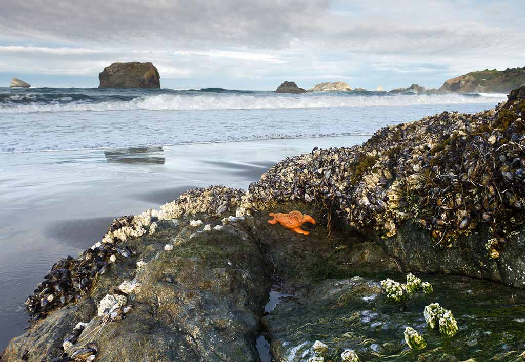 Foraging Oregon’s Coast | Moon Travel Guides