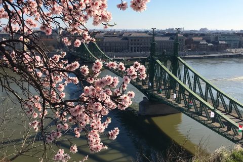 Almond blossoms on Gellert Hill