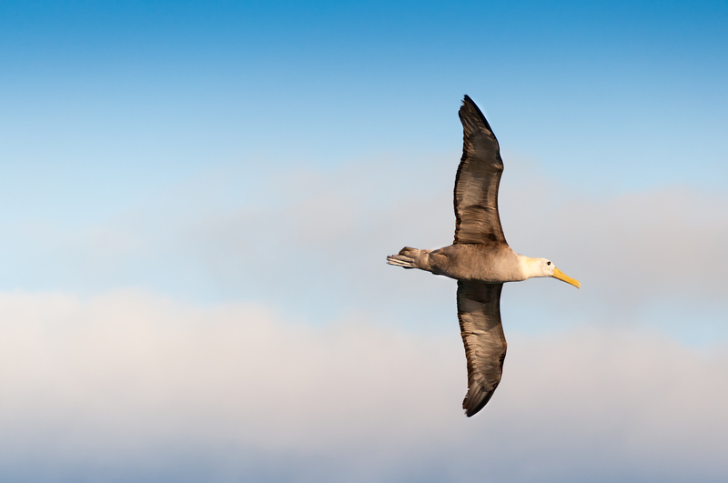 The Best Time to Visit the Galápagos Islands | Moon Travel Guides