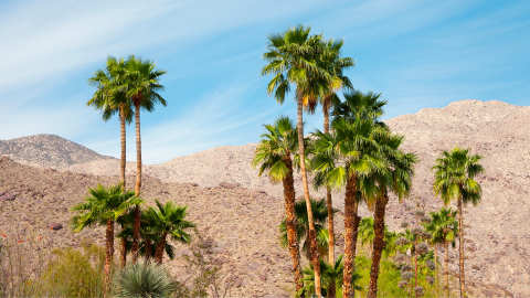 Palm trees in Palm Springs