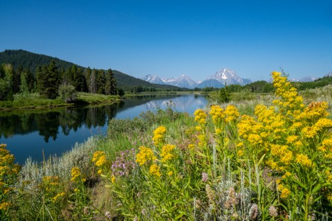 A river leading to snowy mountains in the distance with yellow wildflowers on the banks in the foreground