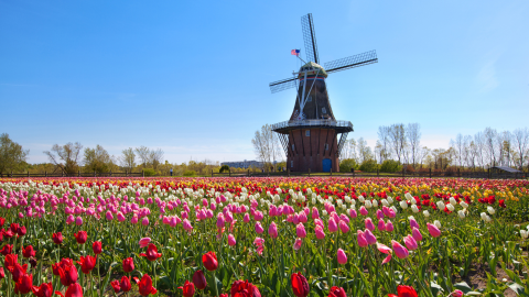 A colorful field of tulips with a wooden windmill under blue skies