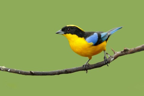 Image of a natice Colombian bird - colored yellow, black, blue, white